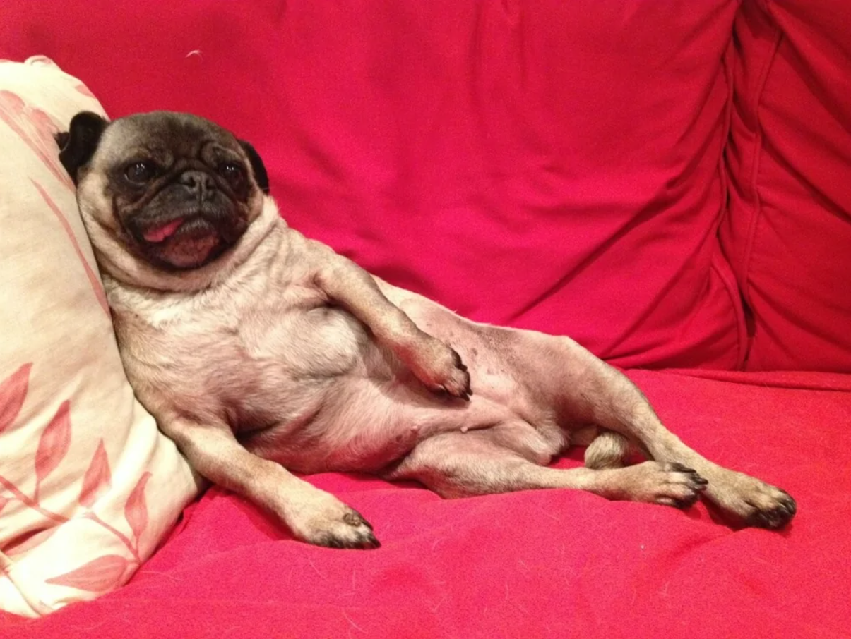 Mops ležiaci pohodlne na červenej pohovke, relaxujúci s jazykom vyplazeným von.