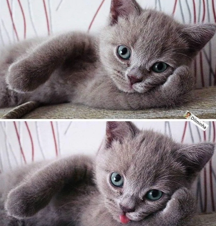 Roztomilé mačiatko pózuje na pohovke. Prvý obrázok s uvoľneným výrazom, druhý so zvedavým pohľadom a vyplazeným jazykom.