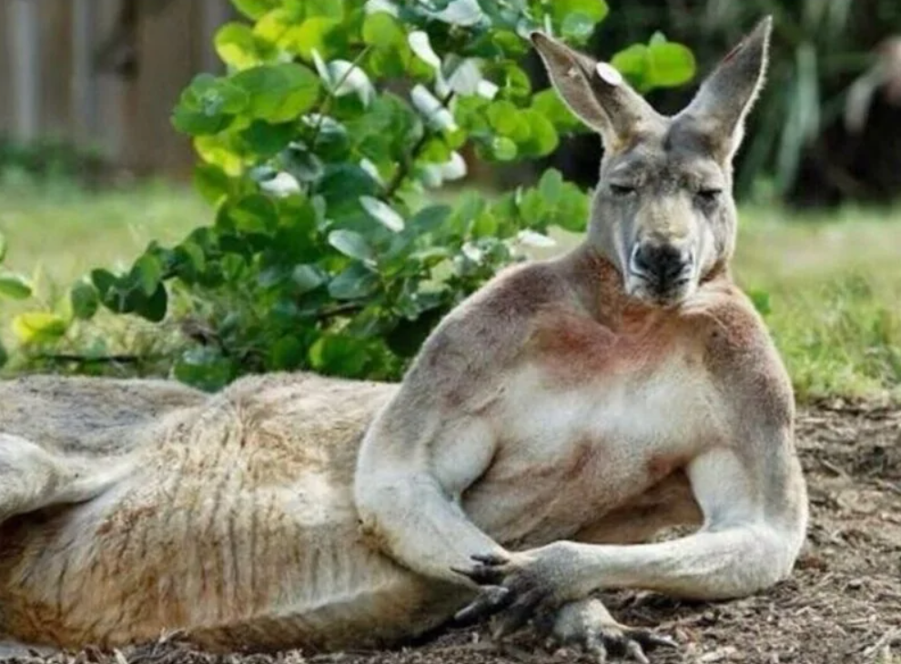 Klokan ležiaci pri zelenej vegetácii, uvoľnene opretý, vyzerá pokojne a sebavedome na slnečnom mieste.