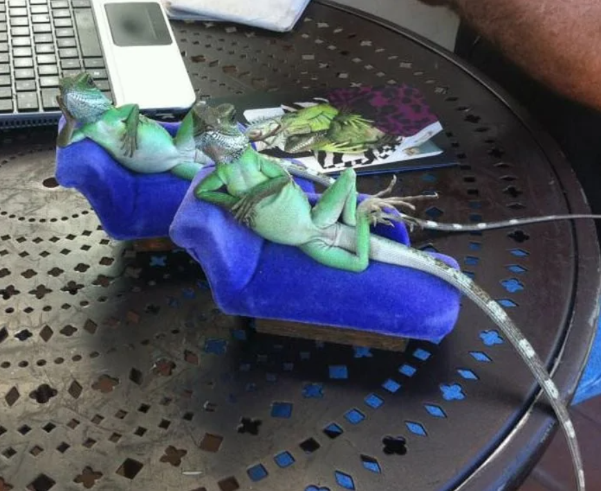 Dve jašterice ležiace na modrých mini pohovkách pri notebooku na stole.