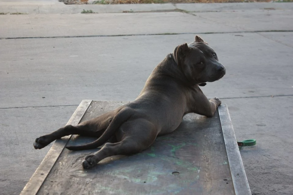 Pes leží na lavičke vonku, otočený dozadu, so záujmom pozerá späť.