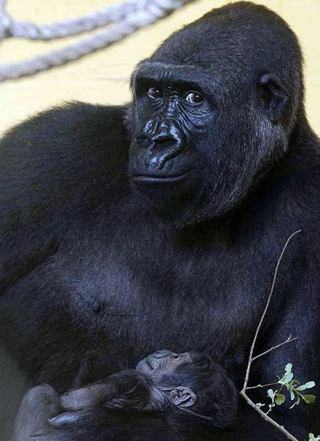 Gorila starostlivo drží svoje mláďa v náručí, symbolizujúc materský inštinkt a ochranu v prírode.