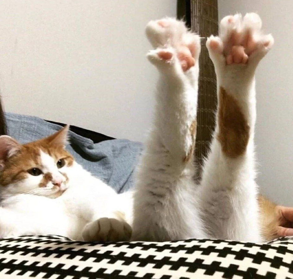 Ležiaca mačka s predĺženými labkami na čiernobielom vzorovanom vankúši v obývačke.