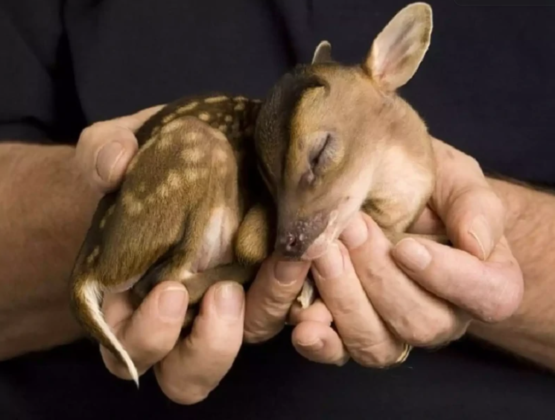 Roztomilé mláďa srnčeka pokojne spiace v dlaniach človeka, symbolizujúce starostlivosť a ochranu v prírode.