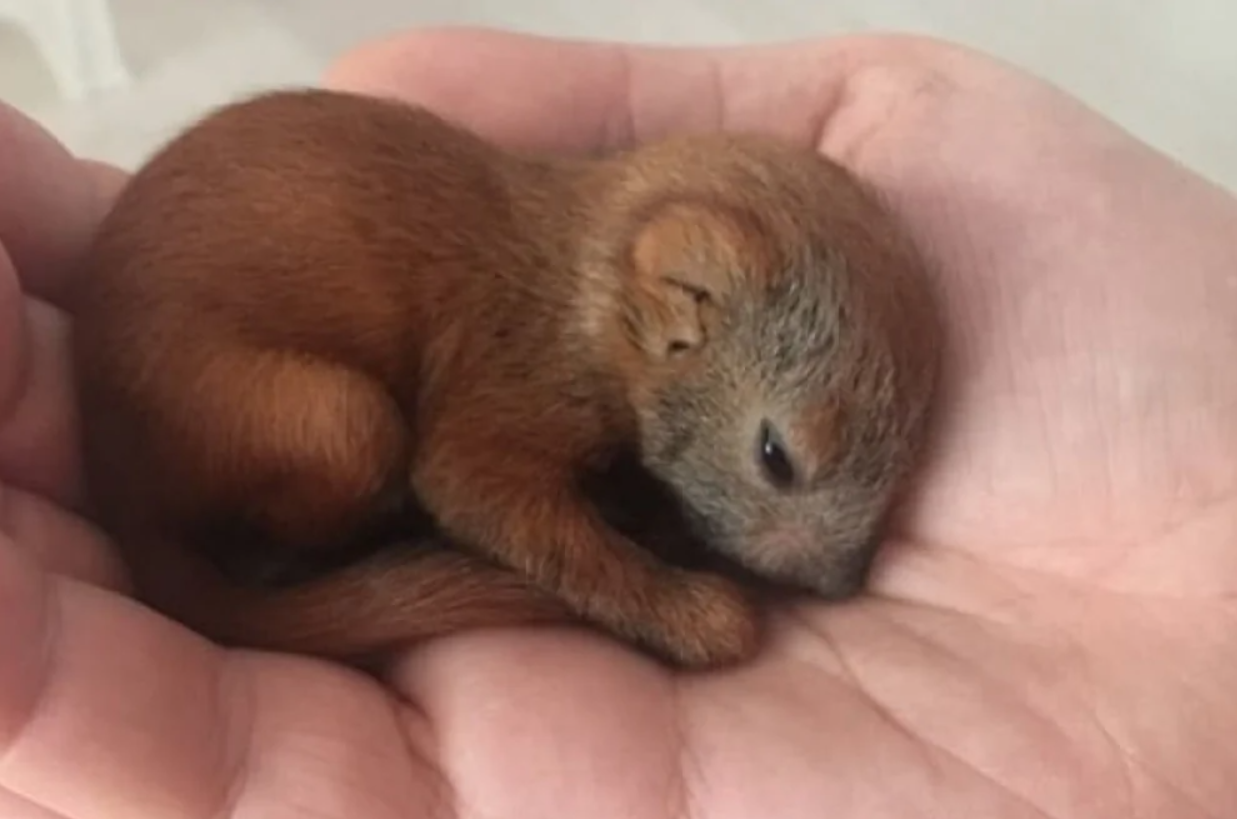 Malá veverička spiaca v dlani človeka, útulne zabaléná do chlpatej srsti.