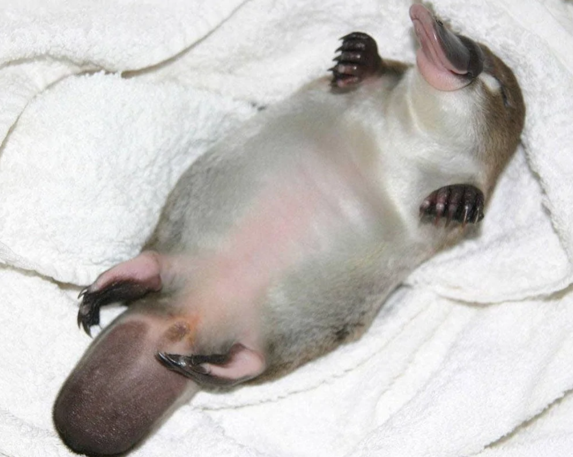 Mláďa vtákopyska leží na chrbte na bielom uteráku, odpočíva s vystretými končatinami a zavretými očami.