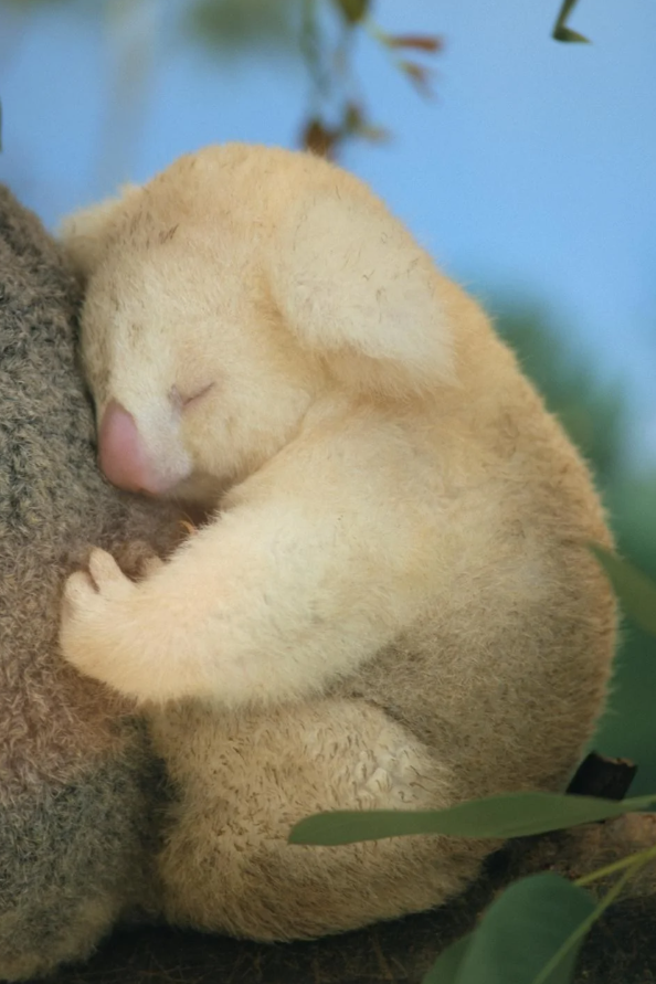 Albínsky mláďa koaly pokojne spí na matkinom chrbte v prírode.