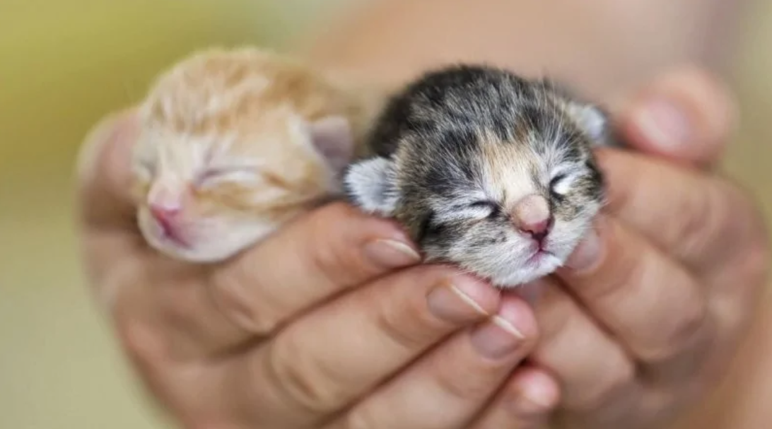 Dve rozkošné novorodené mačiatka spia v opatrných rukách, ukazujúc svoju jemnú a krehkú krásu.