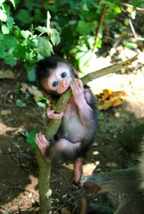 Mláďa opičky objíma konár, sedí v lese a zvedavo hľadí na svet okolo seba.
