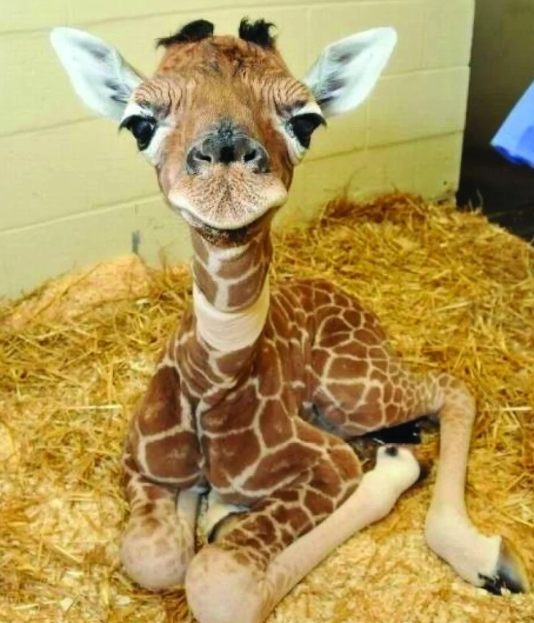 Mláďa žirafy sedí na slame v zoo, s veľkými očami a ušami, pôsobí roztomilo a zvedavo.