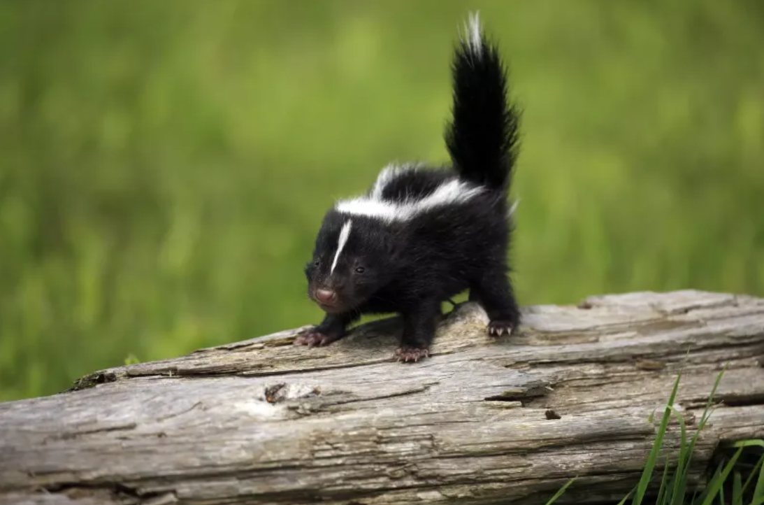 Mláďa skunka na klade v prírode, zelené pozadie.