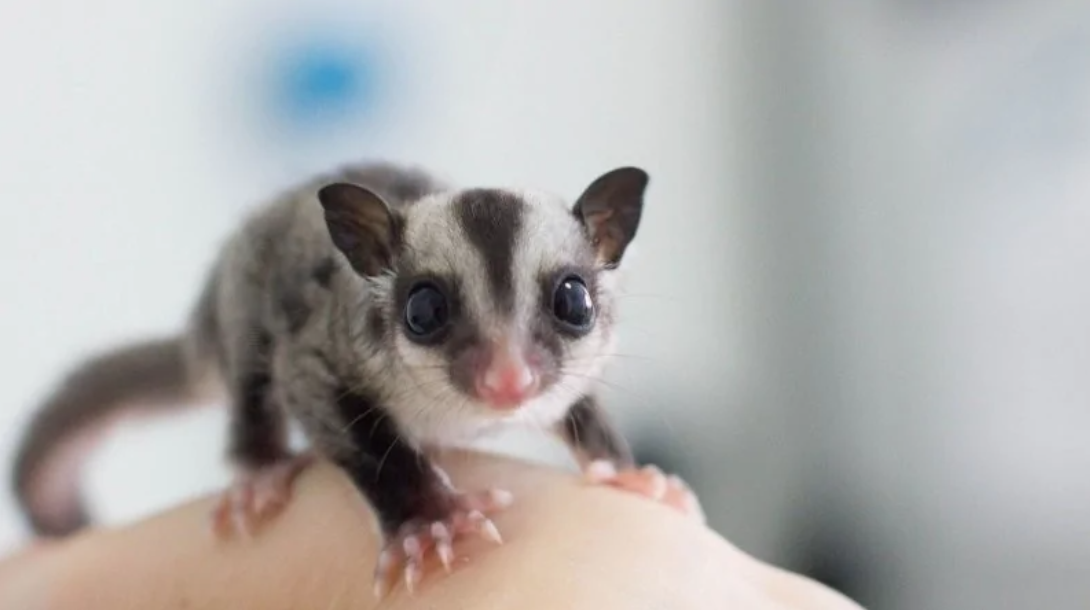 Roztomilý cukrový vačkovec sedí na ruke, jeho veľké oči sa zvedavo pozerajú do objektívu.