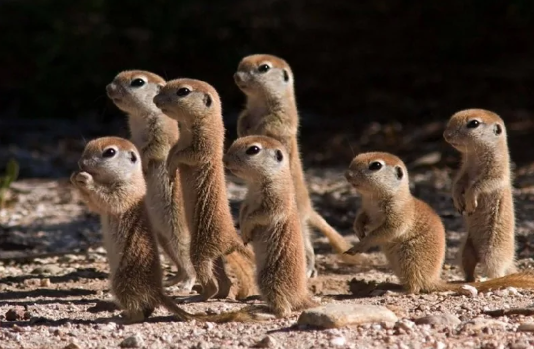 Skupina surikát stojí na piesočnom povrchu a pozoruje okolie pod jasným slnkom.