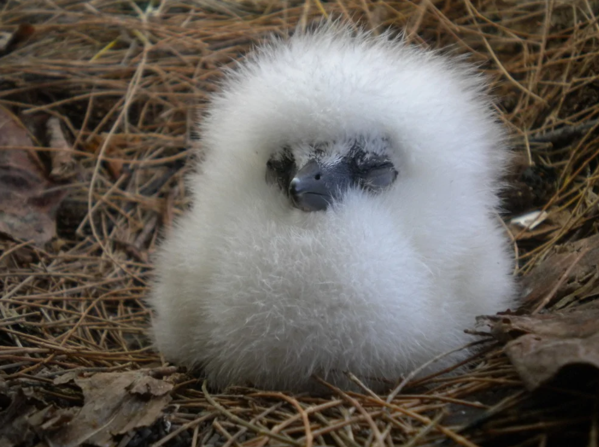 Na obrázku je malé vtáča s bielym páperím sediace na hniezde z vetvičiek a lístia.