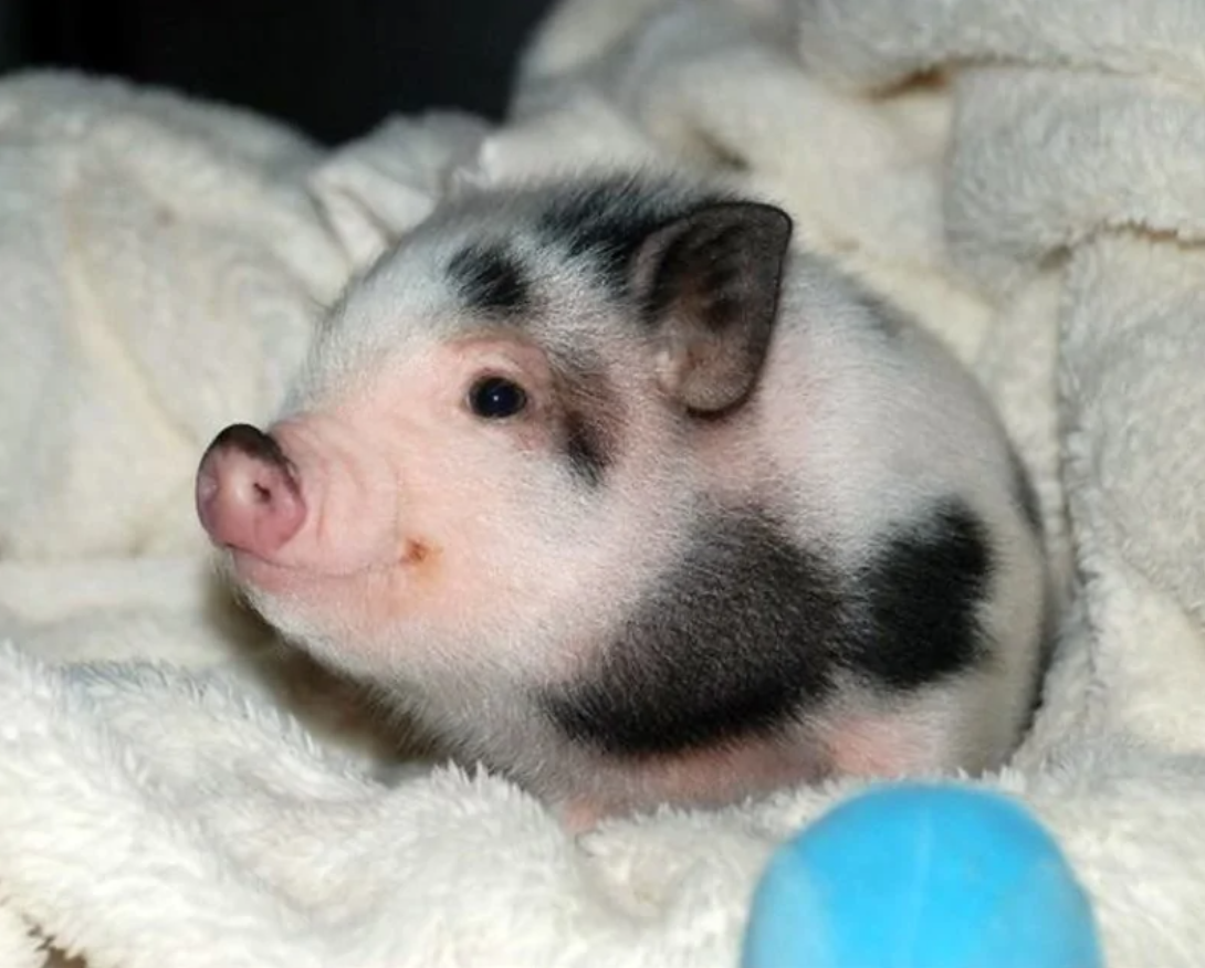 Roztomilé prasiatko ležiace na mäkkej deke, výrazne čiernobiele sfarbenie pokožky.