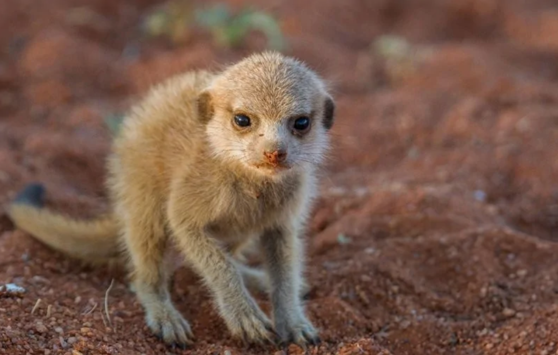 Mladá surikata na červenej pôde v detailnom pohľade, preskúmava svoje okolie.