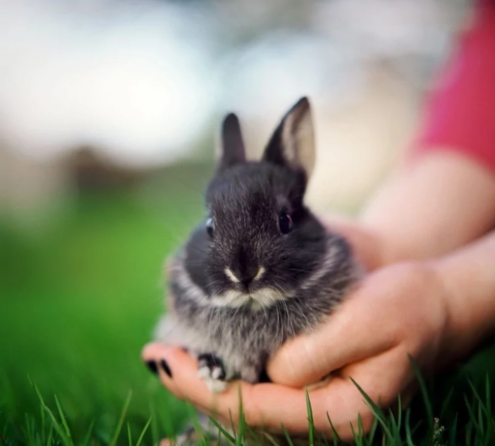 Roztomilý čierny zajac v rukách, sedí na zelenej tráve na jar.