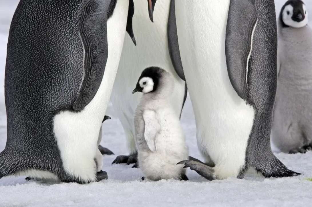 Mláďa tučniaka cisárskeho chránené rodičmi na antarktickom snehu.