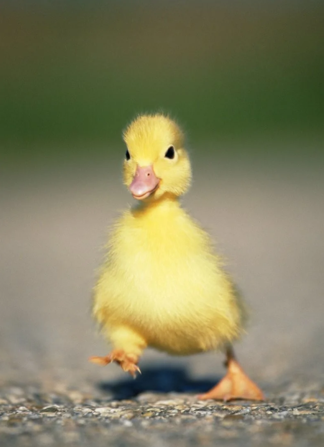 Žlté káčatko kráča po ceste, zachytené v pohybe a slnečnom svetle.