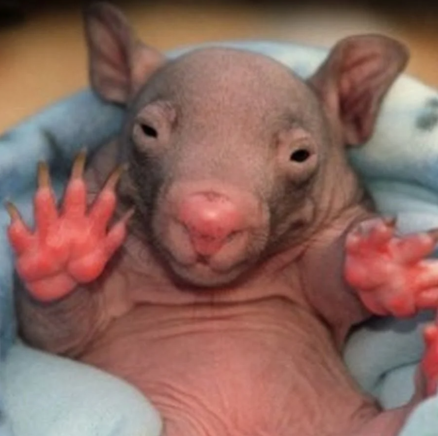 Mláďa vačkovca zabalené v mäkkej deke, s roztiahnutými nohami a prenikavým pohľadom.