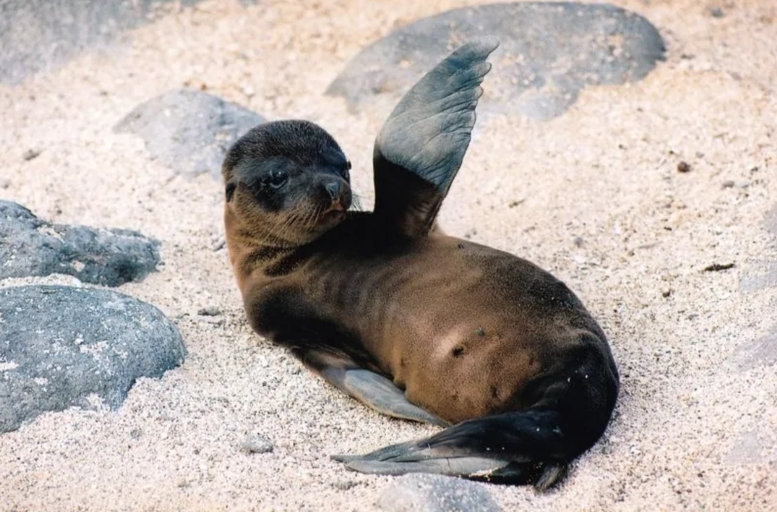 Mláďa uškatca na piesočnej pláži, zdvíha labku a oddychuje na slnku.