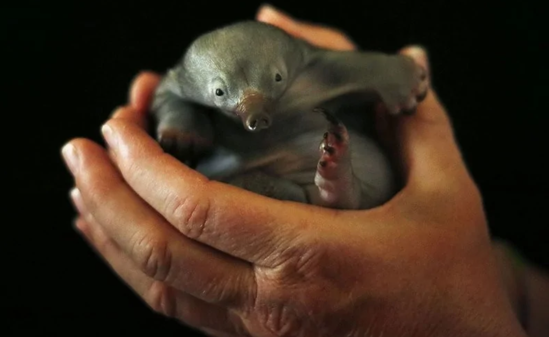 Mladý ježura v rukách, detailný záber podčiarkujúci jeho jemnosť a zraniteľnosť, čierne pozadie zvýrazňuje tvora.