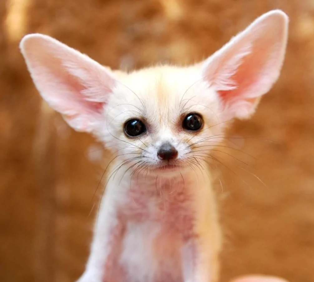 Malá líška fenek s veľkými ušami a jasno hnedými očami na piesočnom pozadí.