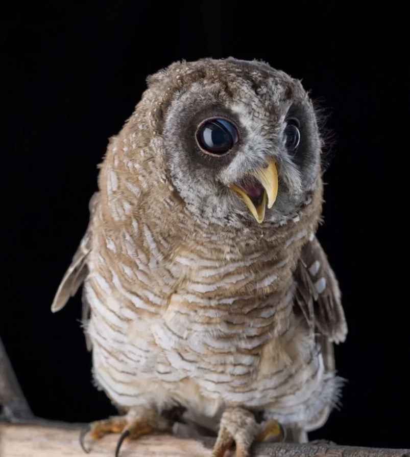 Sova s veľkými očami sedí na konári, tmavé pozadie.