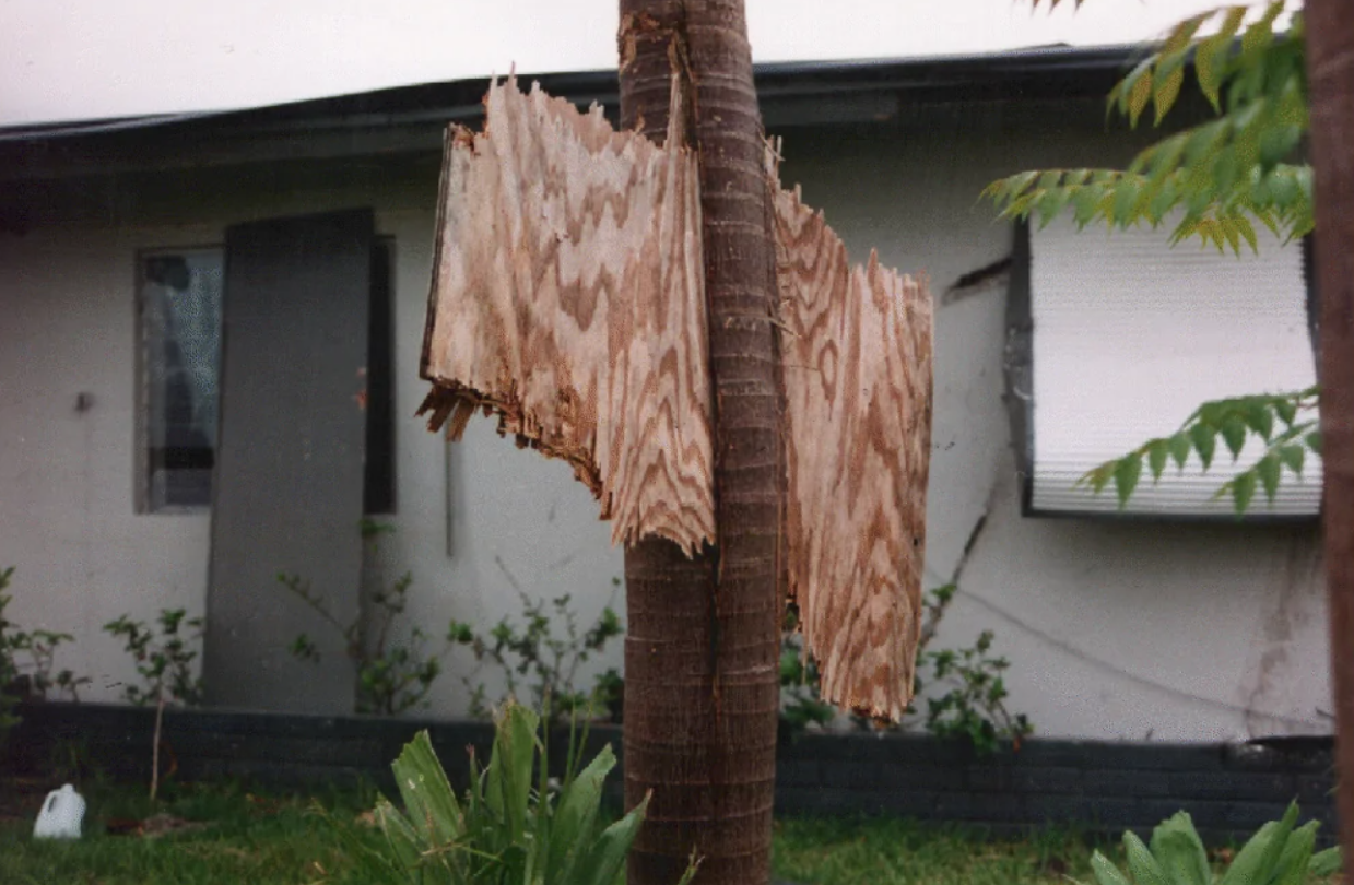 Drevený panel zakliesnený na kmeni palmy pred bielou budovou, pozadie tvoria zelené rastliny.