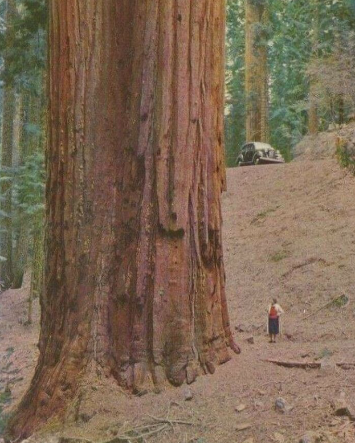 Osoba stojí vedľa obrovského kmeňa sekvoje v lese, auto v pozadí.
