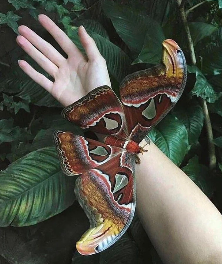 Ruka drží pestrofarebného motýľa v tropickom prostredí so zelenými listami v pozadí.