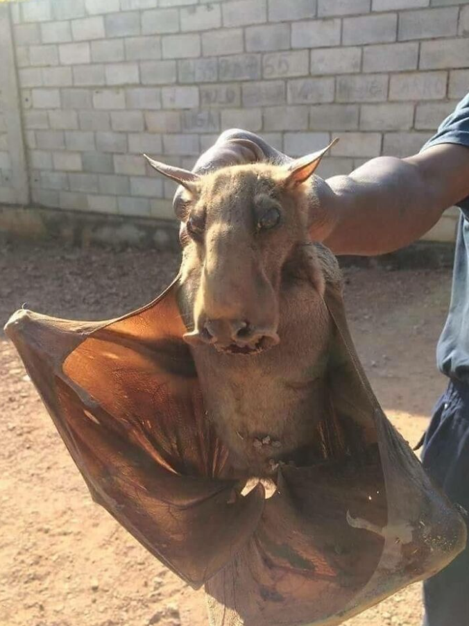 Obrázok veľkého netopiera so špecifickou hlavou držaného človekom na pozadí tehlovej steny.