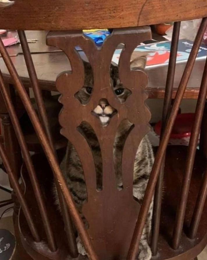 Mačka vykúkajúca cez ozdobné operadlo stoličky, ukazuje svoje zvedavé oči i ňufák.