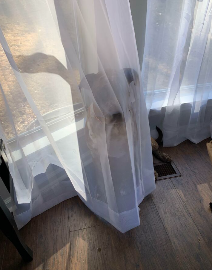 Pes skrytý za závesom v slnečnom okne, vyzerá zvedavo von.