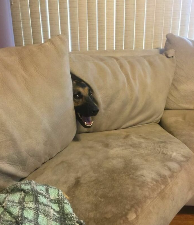 Pes s úsmevom vykukuje medzi vankúšmi na pohovke v obývačke.