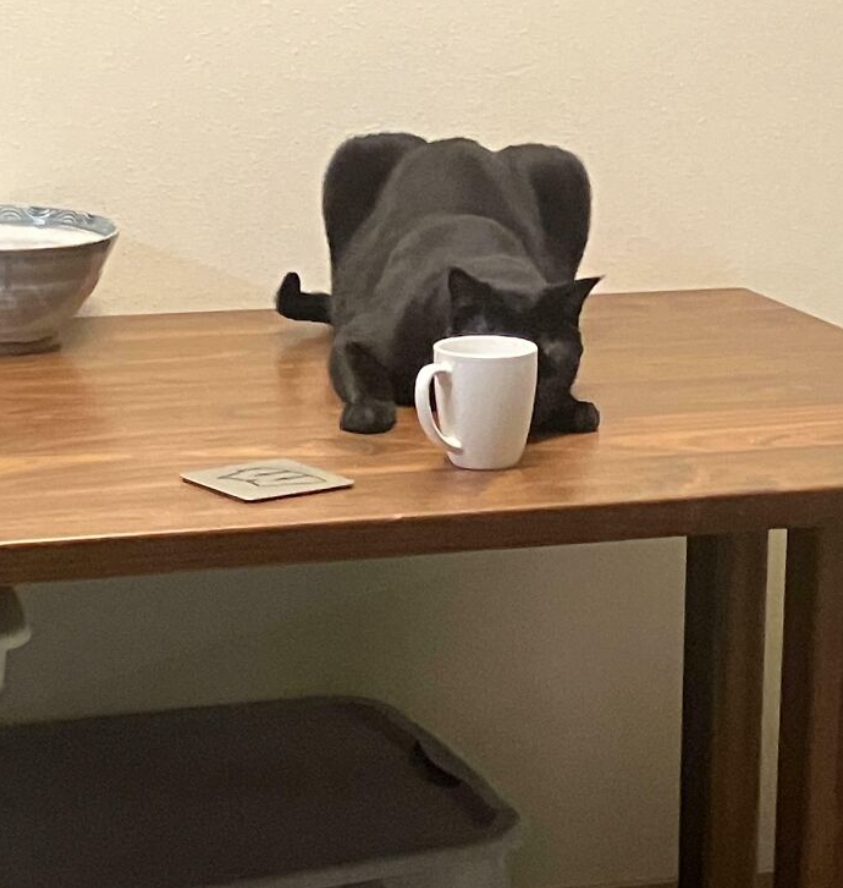 Čierna mačka leží na stole a čuchá biely hrnček vedľa misky.