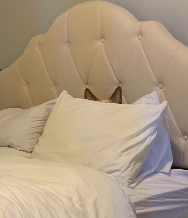 Pes schovávajúci sa za vankúšom na posteli s vysokým čelom na opieranie.