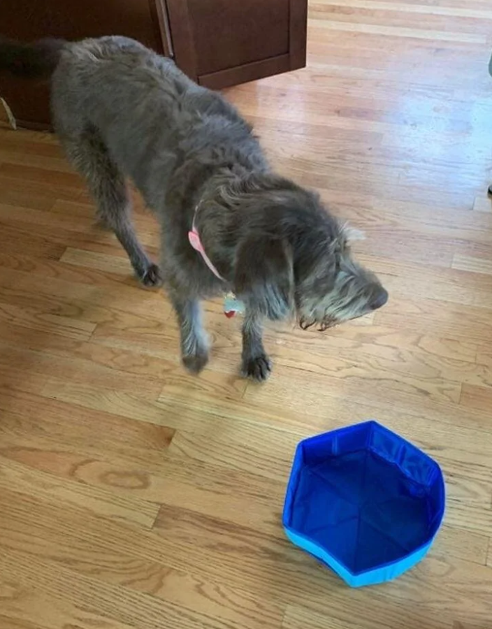 Pes stojí na drevenej podlahe vedľa modrej misky.