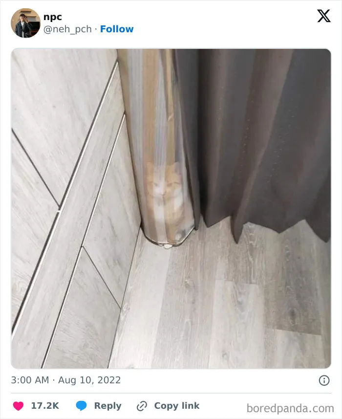 Mačka skrytá v záhybe závesu v rohu miestnosti, ťažko spozorovateľná na prvý pohľad.