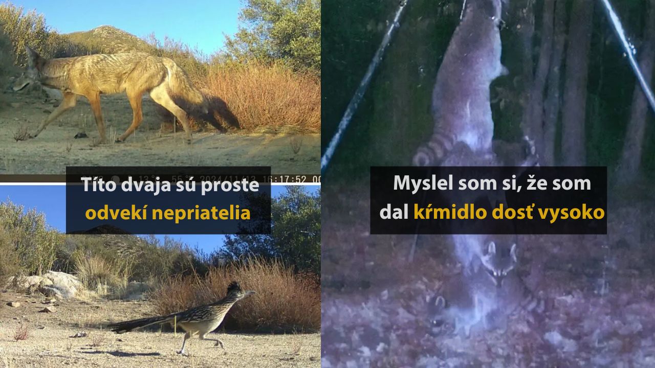 Lišiak, vták a mýval zachytení na kamerových pasciach vo voľnej prírode.