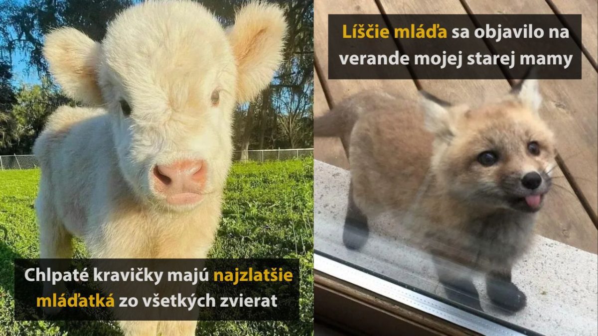 Chlpaté teliatko a líščie mláďa - roztomilá dvojka v prírode.