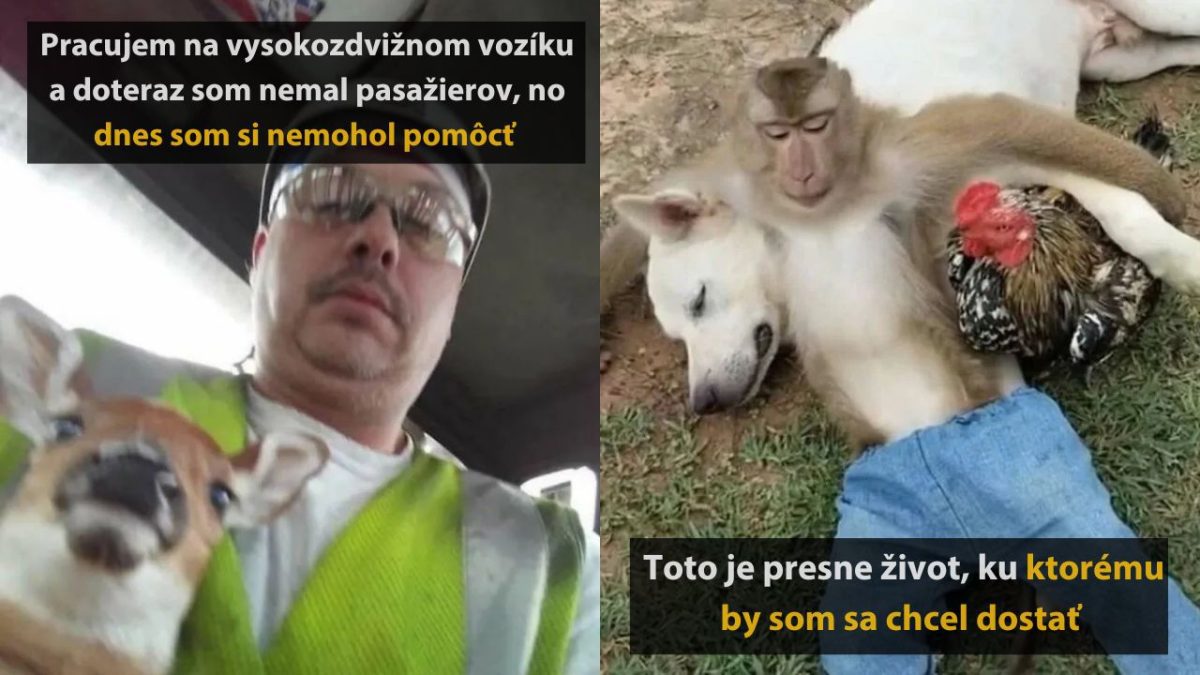 Muž vezie jeleňa vo vysokozdvižnom vozíku. Šťastná opica s kurou a so psom oddychujú spolu na lúke.