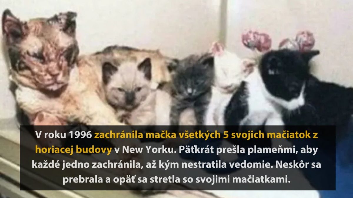 Mačka zachránila päť mačiatok z horiacej budovy v New Yorku v roku 1996. Hrdinský čin plný odvahy.