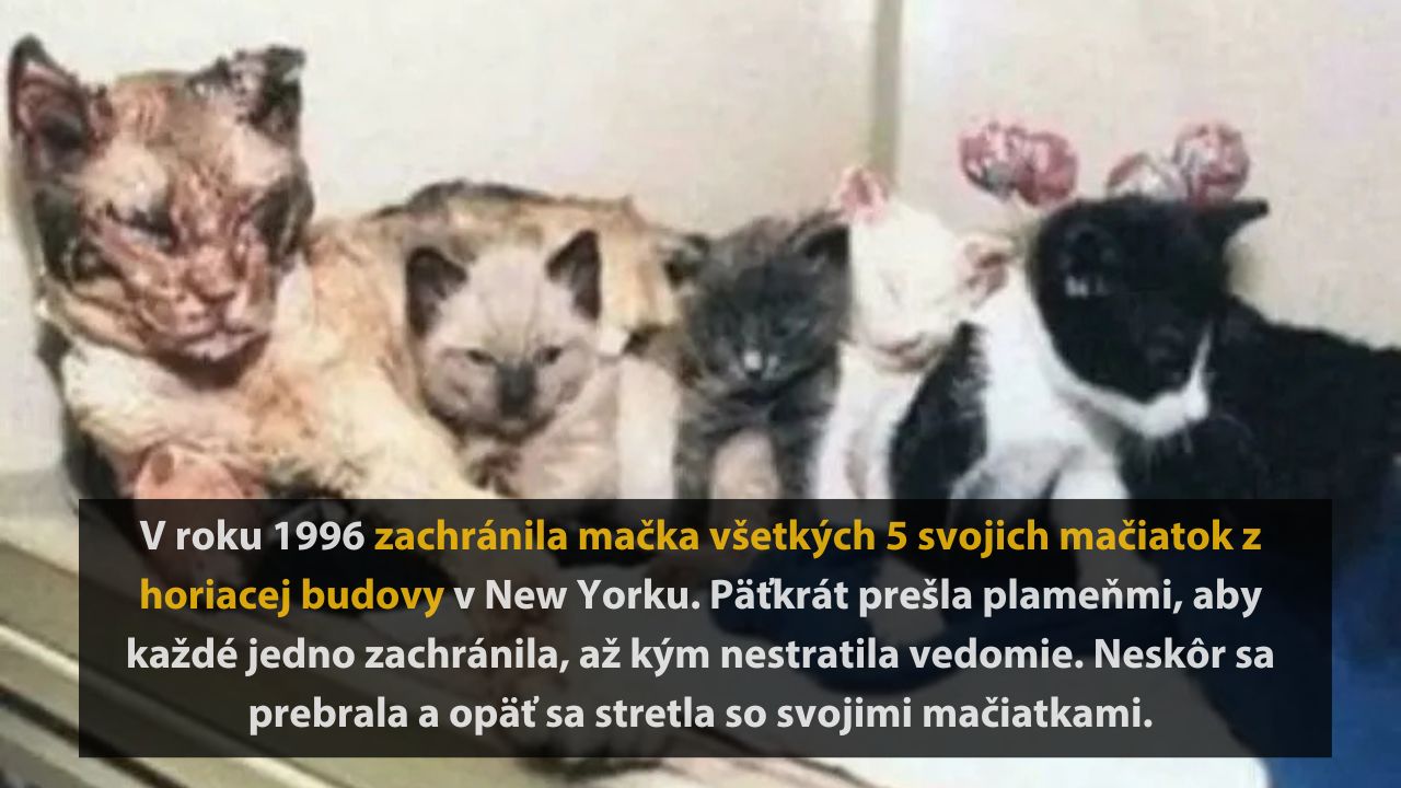 Mačka zachránila päť mačiatok z horiacej budovy v New Yorku v roku 1996. Hrdinský čin plný odvahy.