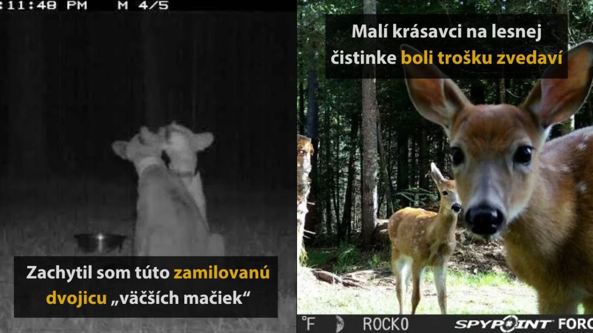 Dvojica mačiek objavená v noci, zvedavé srnky v lese počas dňa.