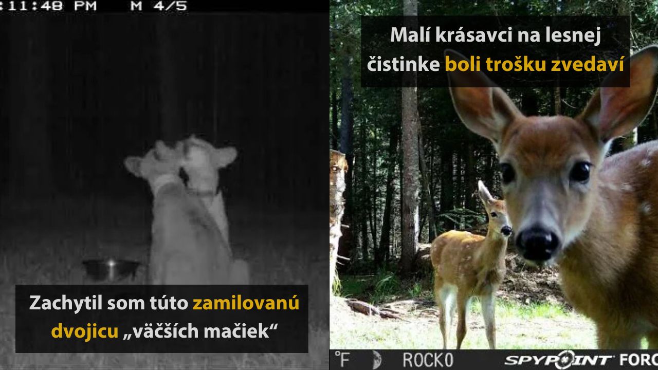 Dvojica mačiek objavená v noci, zvedavé srnky v lese počas dňa.