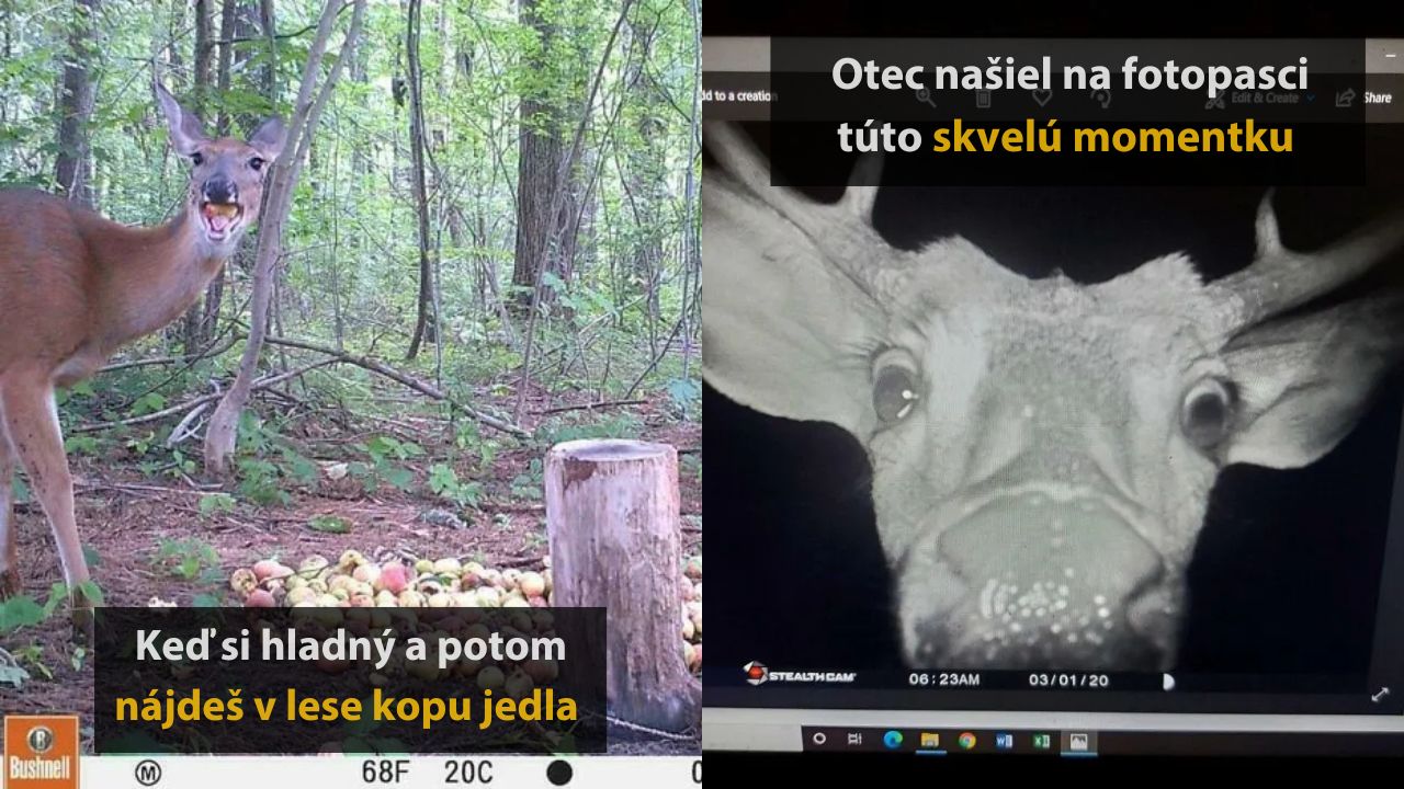 10 vtipných fotografií zvierat, ktoré zachytili fotopasce, 4.časť