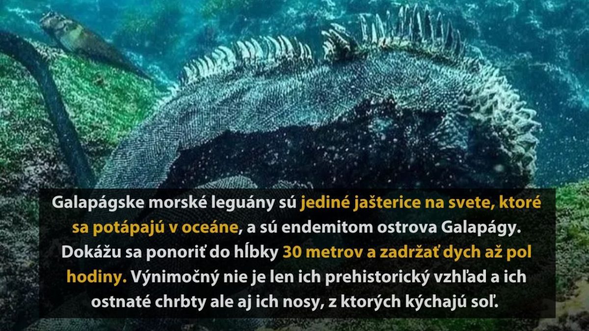 Galapágske morské leguány potápajúce sa v oceáne, endemity Galapág, s výnimočnou schopnosťou zadržať dych až pol hodiny.