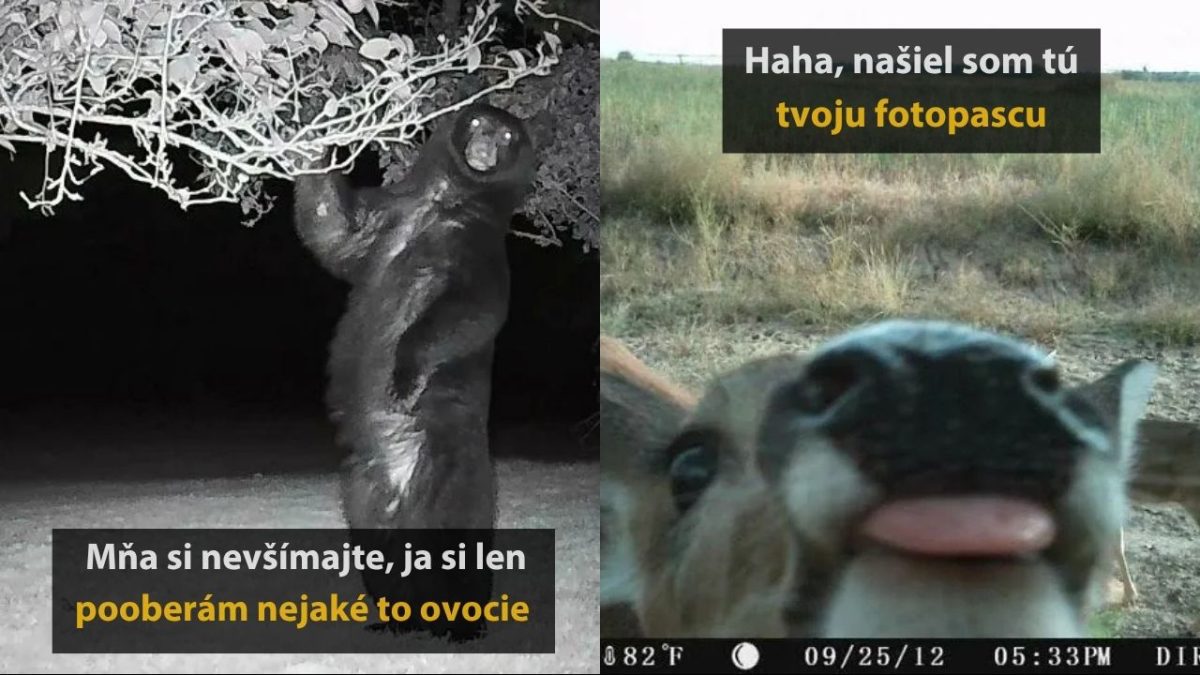 Nočný medveď na fotopasci trhá ovocie, zatiaľ čo zvedavý jeleň sa smeje do kamery vtipným spôsobom.