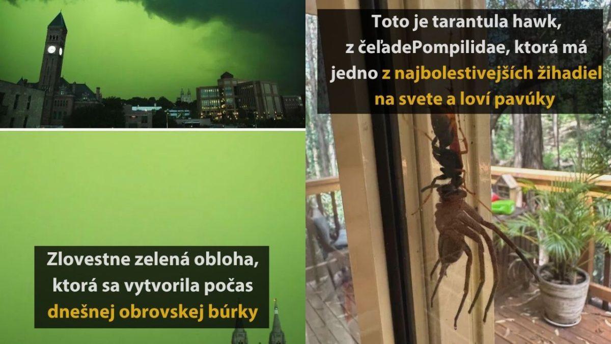Zelená obloha pri búrke a tarantula hawk s jedným z najviac bolestivých žihadiel na svete.